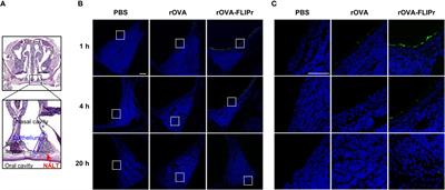 Intranasal Vaccination With Recombinant Antigen-FLIPr Fusion Protein Alone Induces Long-Lasting Systemic Antibody Responses and Broad T Cell Responses